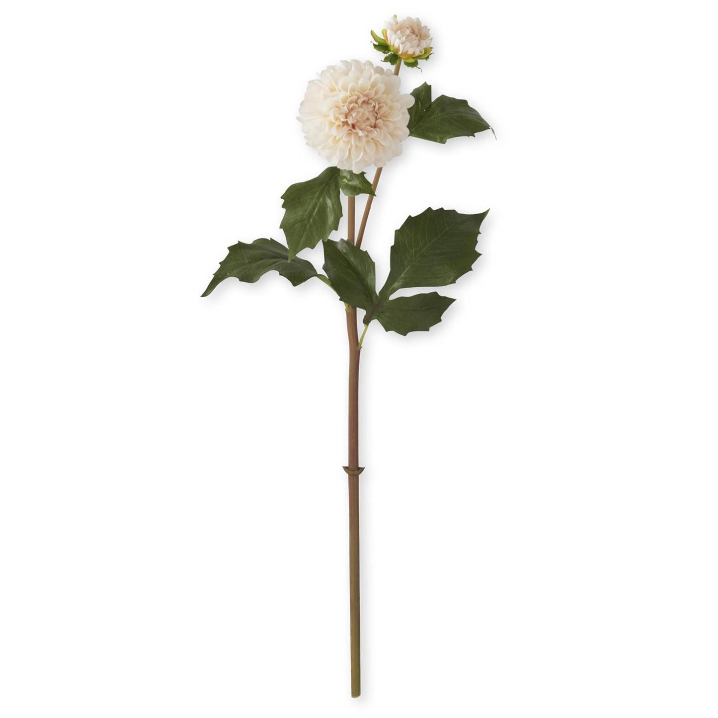 Cream Dahlia Bud & Bloom Stem