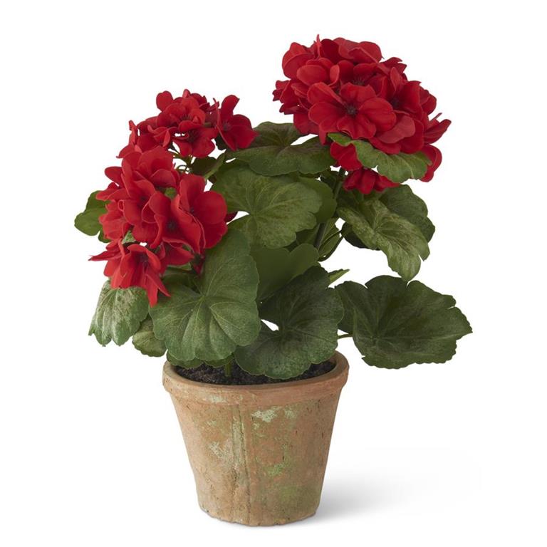 Red Potted Geranium