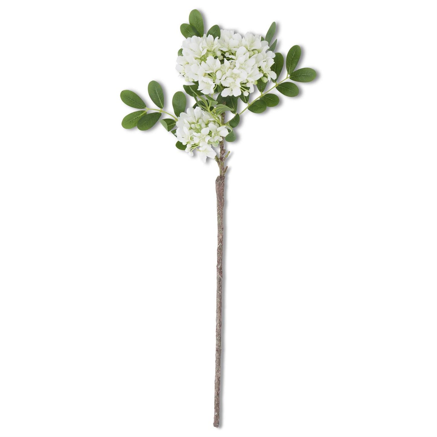 White Mountain Laurel Stem