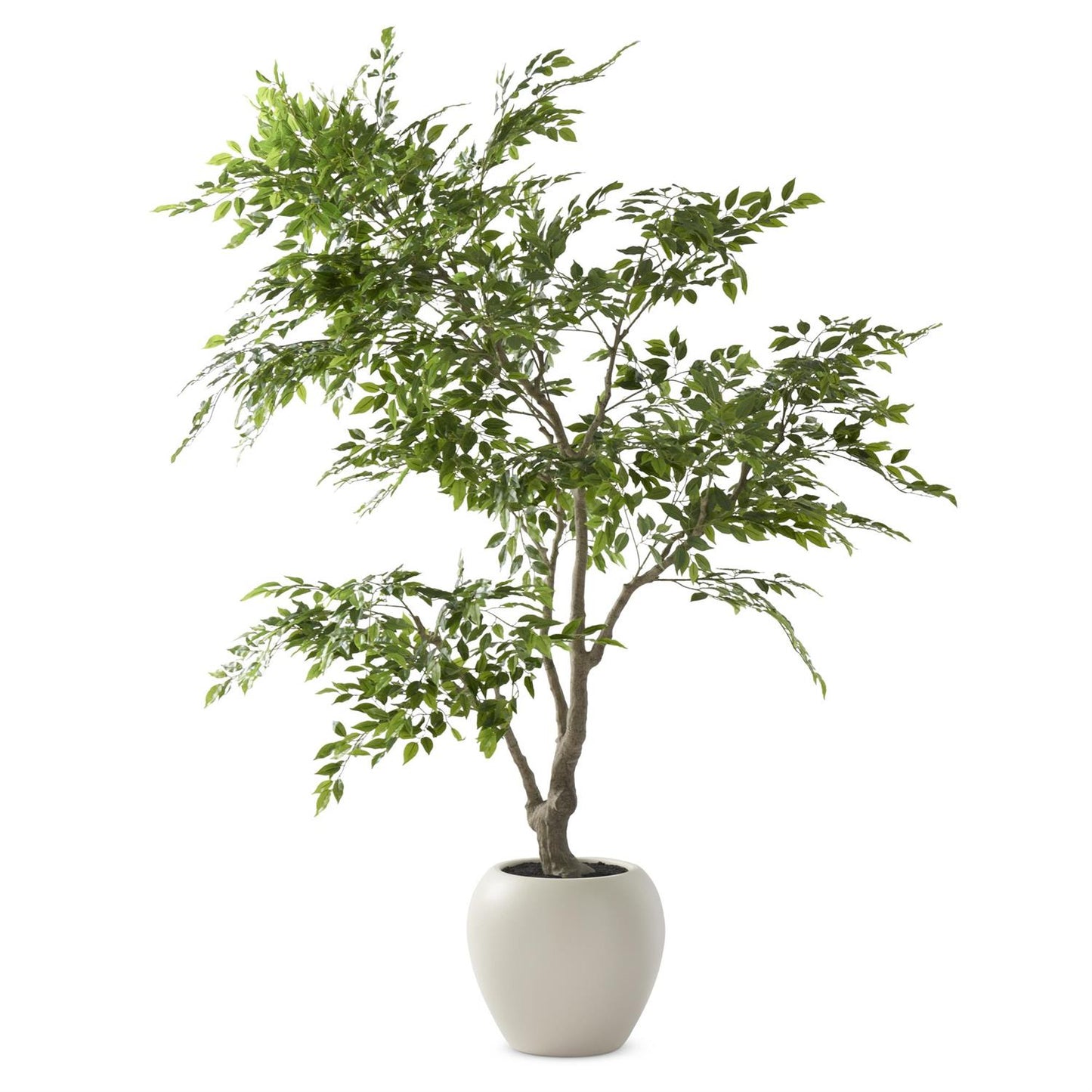 7.5 Foot Ficus Tree in White Pot