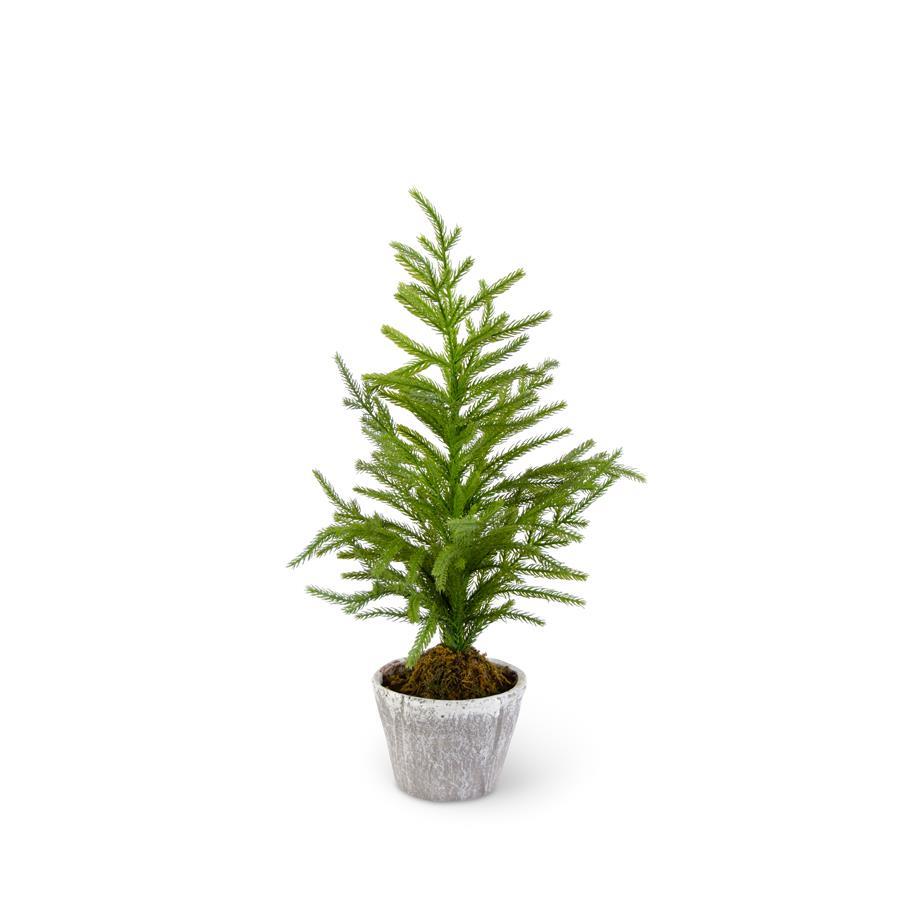 Pine Tree in Gray Pot