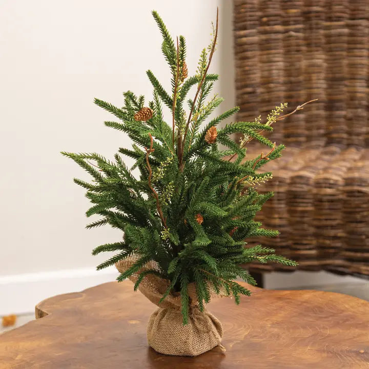 Austrian Pine Tree