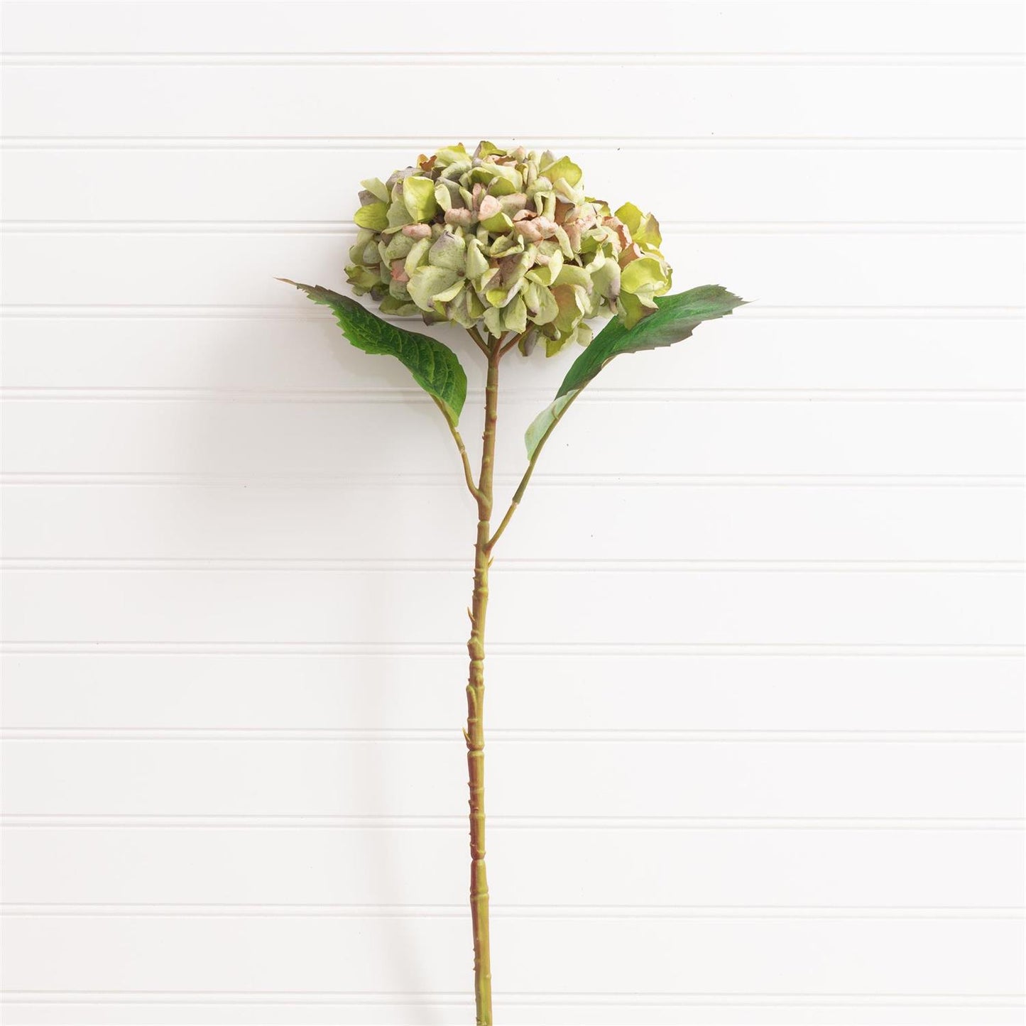 Pink Green Hydrangea