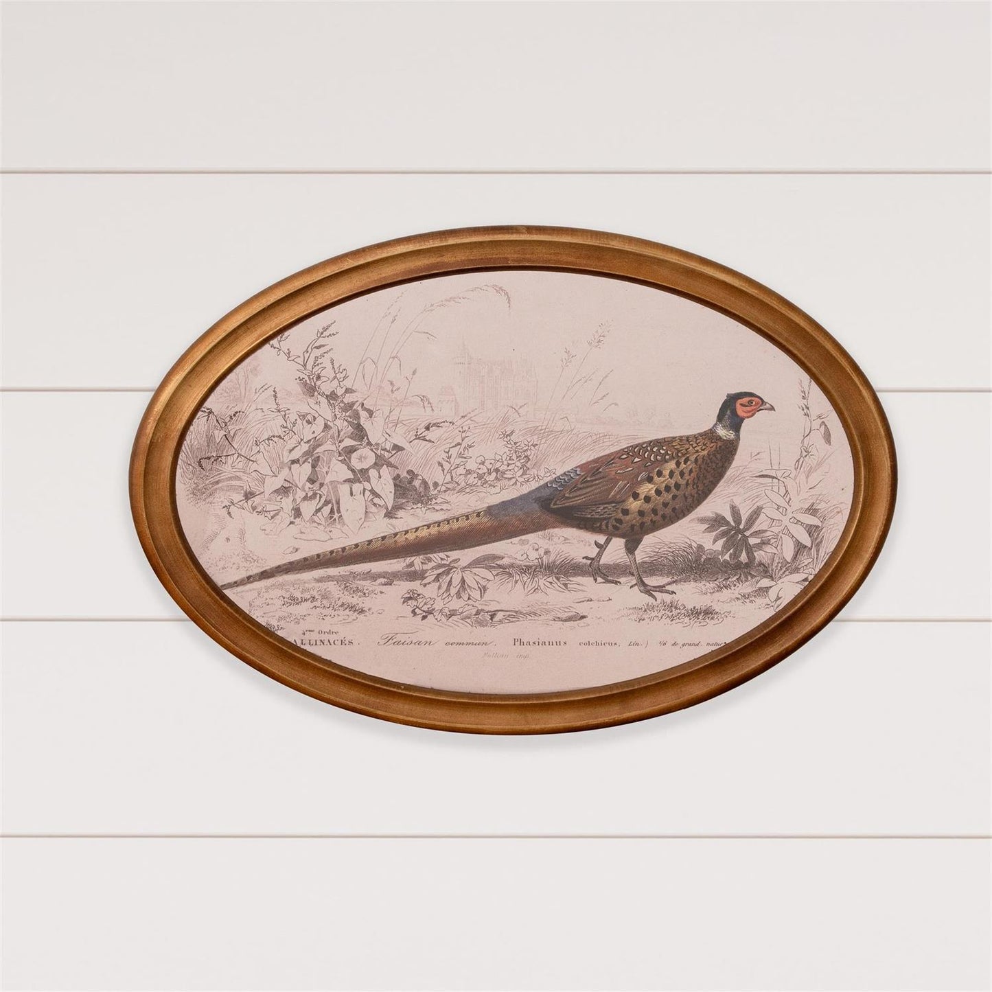 Framed Pheasant Print