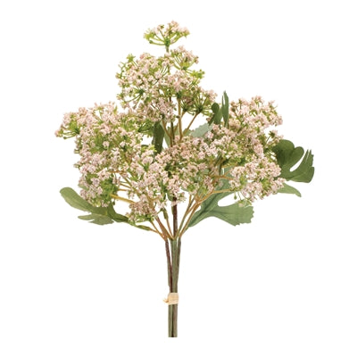 Angelica Bundle