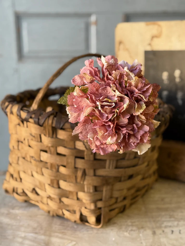 Pinken Revival Hydrangea