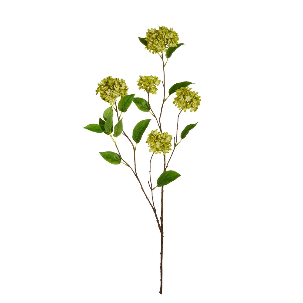 Green Snowball Hydrangea Branch