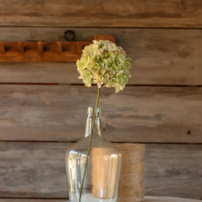 Green Blush Hydrangea