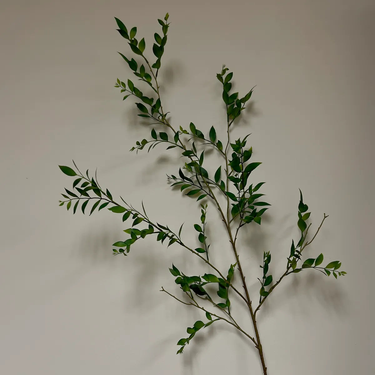 Southern Smilax Branch