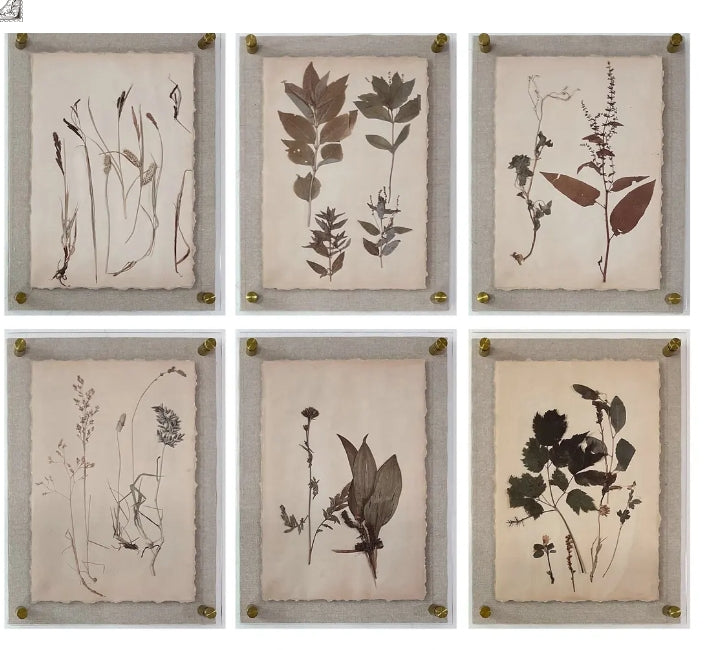 Dried Botanical Framed Prints