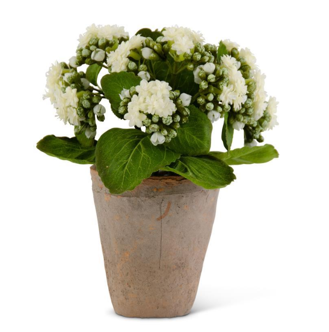 White Kalanchoe in Distressed Clay Pot