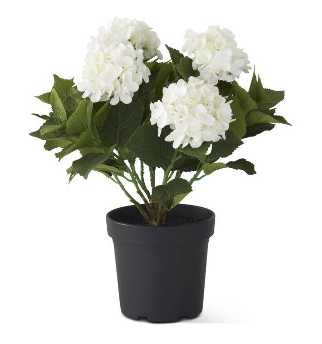 5 Bloom Potted White Hydrangea