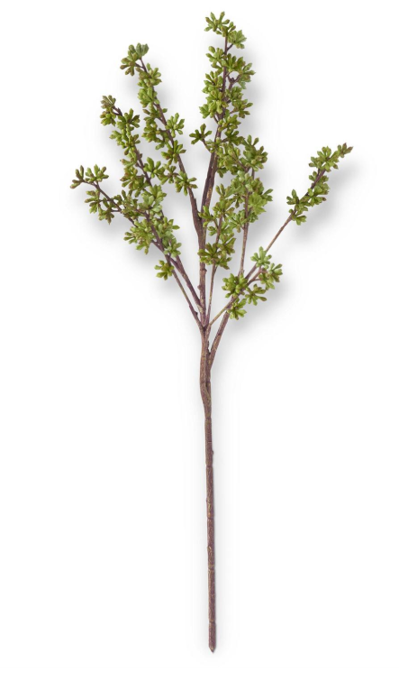 Eucalyptus Berry Bud Stem