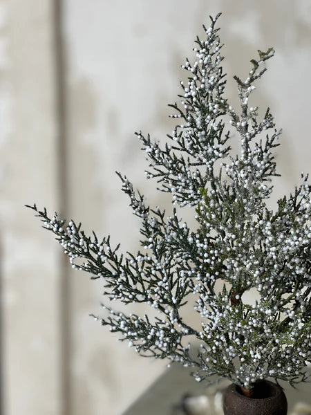 Constellation Juniper Pick
