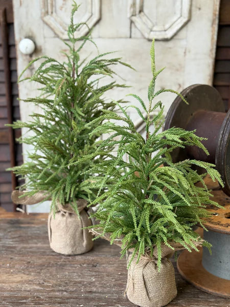 York Norfolk Pine Tree