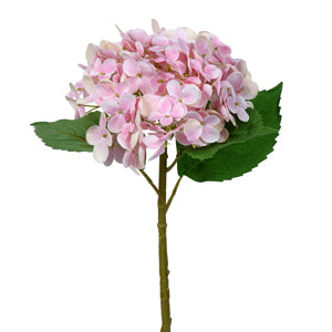 Pink Hydrangea
