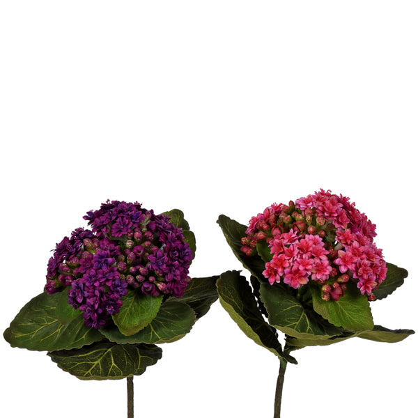 African Violet