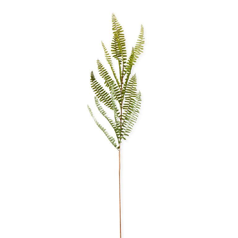 Fish Bone Fern Stem
