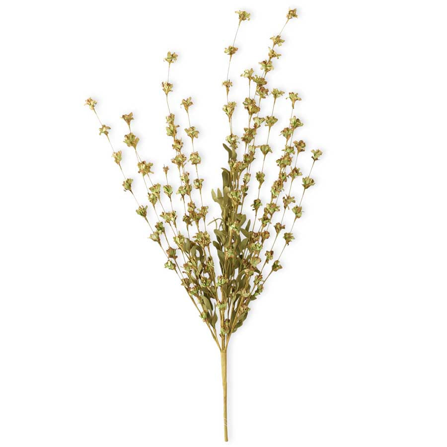 Mini Star Bush