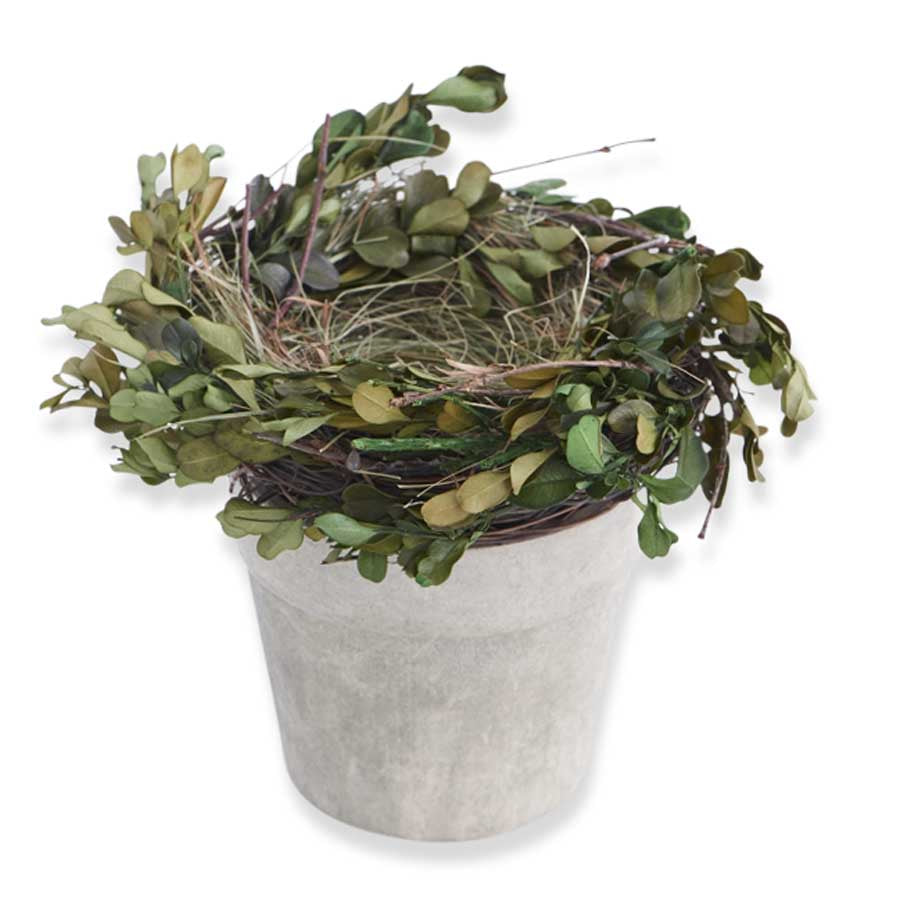 Boxwood & Grass Nest in Pot *DNR