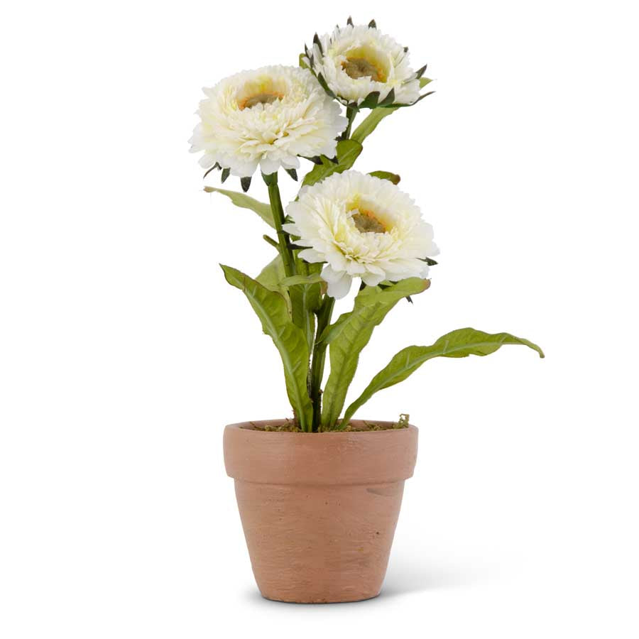White Zinnia in Ceramic Pot