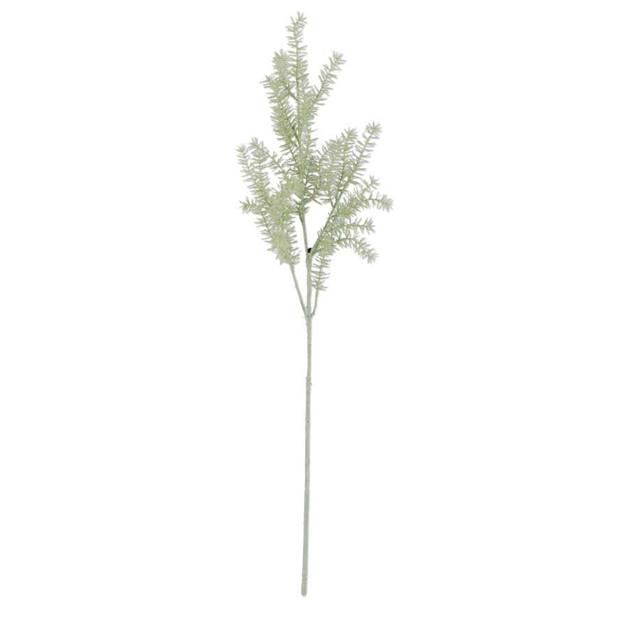 Asparagus Fern Stem