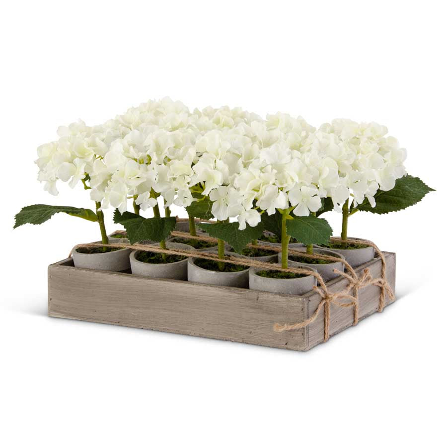 Potted White Hydrangeas