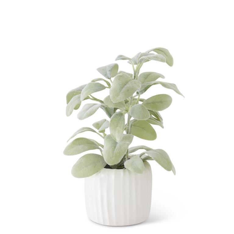 Potted Lambs Ear
