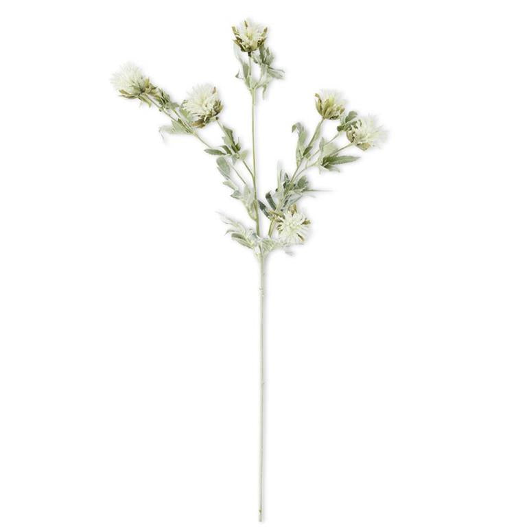 White Thistle with Green Stem