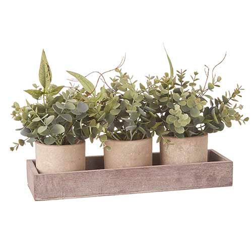 Potted Eucalyptus Plants on Tray