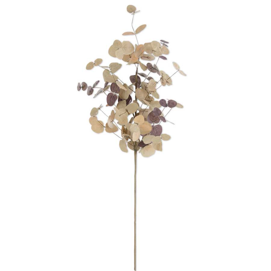 Tan Eucalyptus Stem