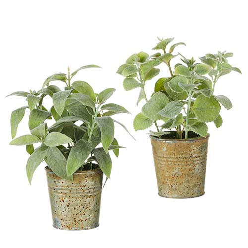 Potted Greenery