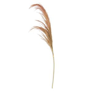 Dried Natural Pampas Grass