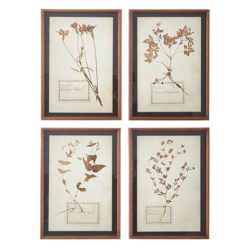 Botanical Framed Prints