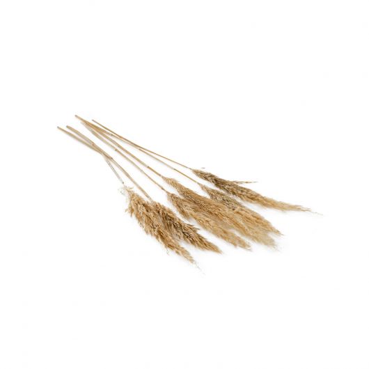 Dried Pampas Grass