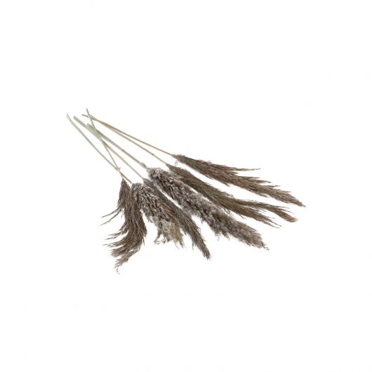 Dried Pampas Grass