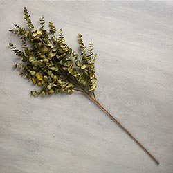 Eucalyptus Stem