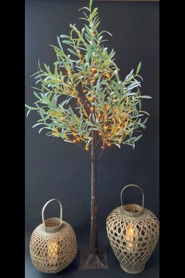 6' Olive Tree