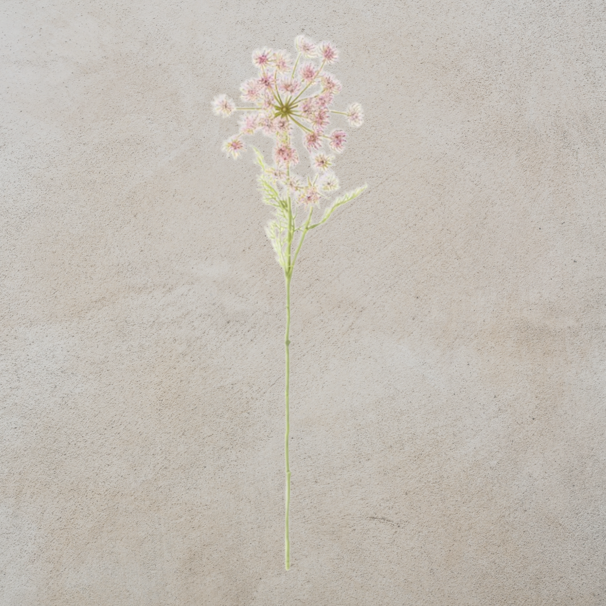 Wild Pink Queen Anne's Lace