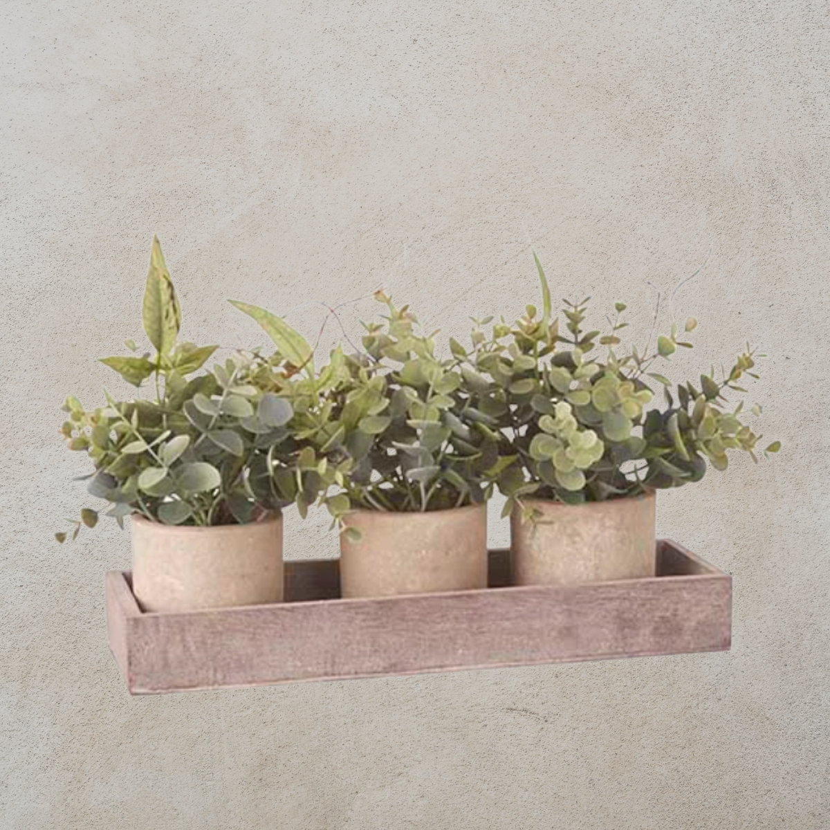 Potted Eucalyptus Plants on Tray