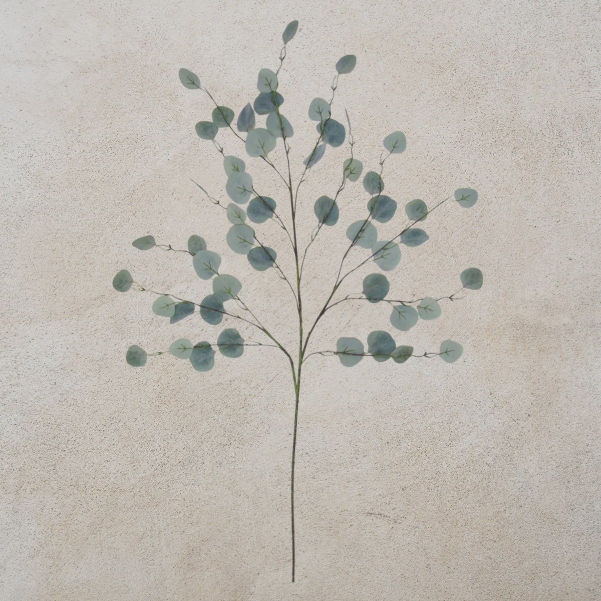 Eucalyptus Stem