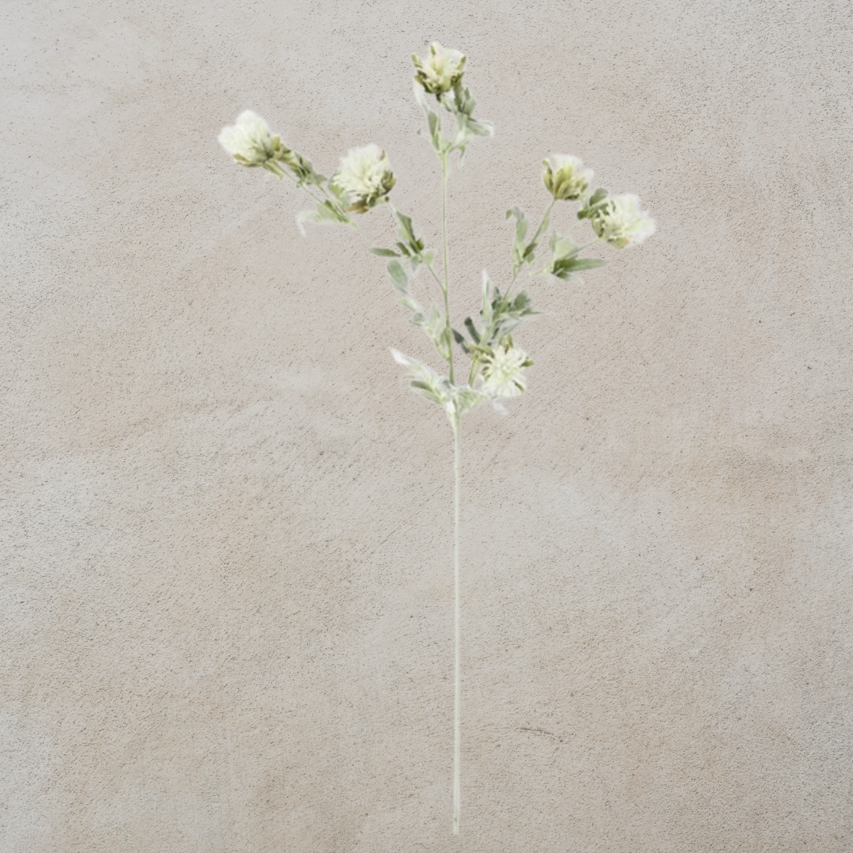 White Thistle with Green Stem