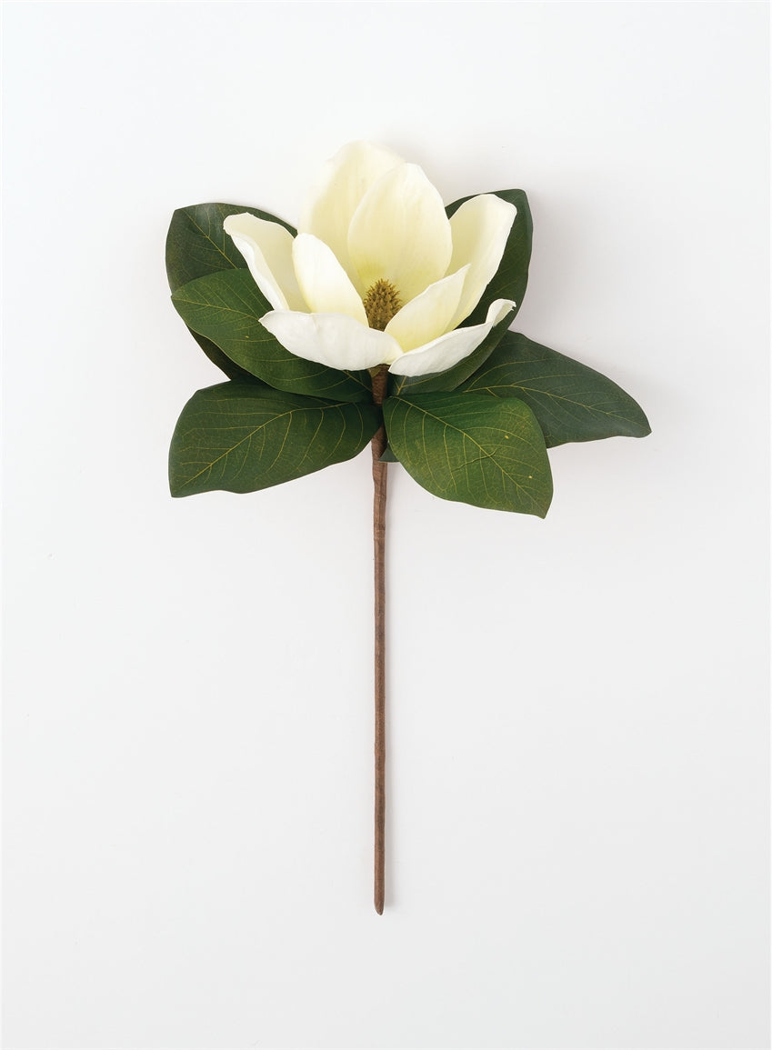 Magnolia Stem