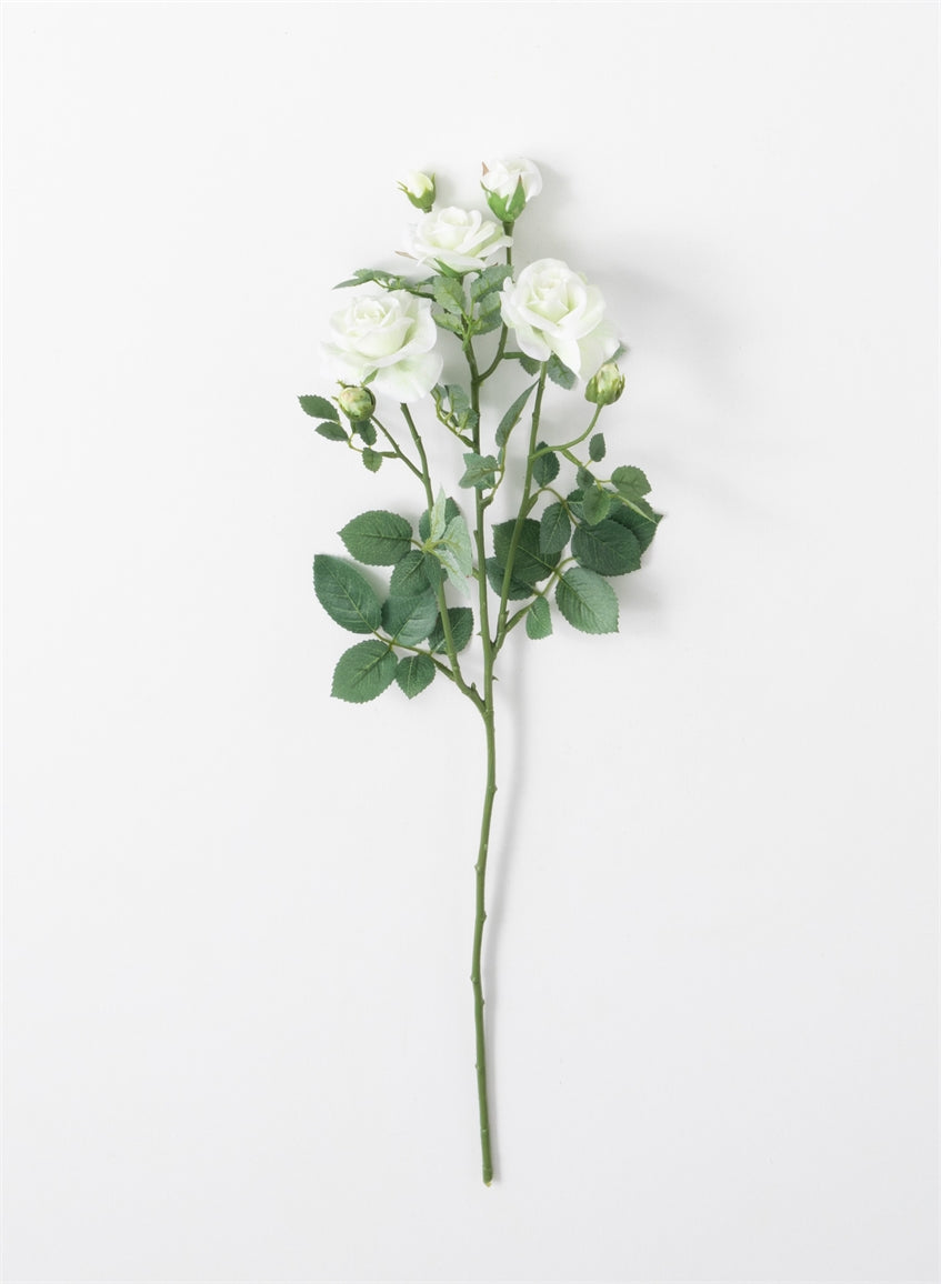 White Garden Rose Stem