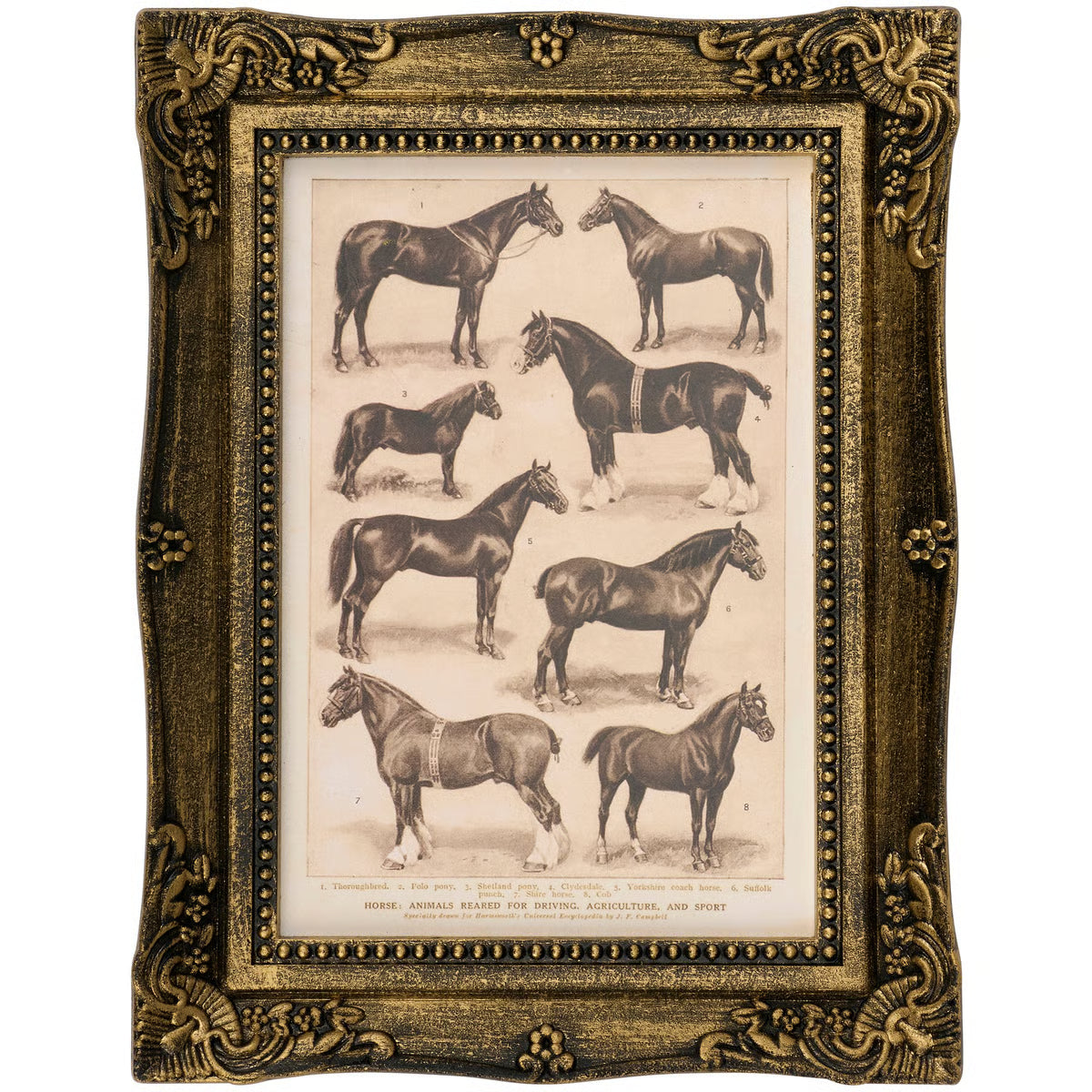 Horse Breed Framed Wall Art