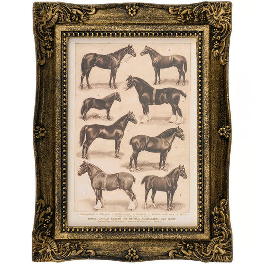 Horse Breed Framed Wall Art