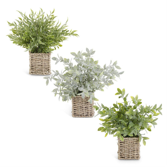 Woven Basket Potted Herbs