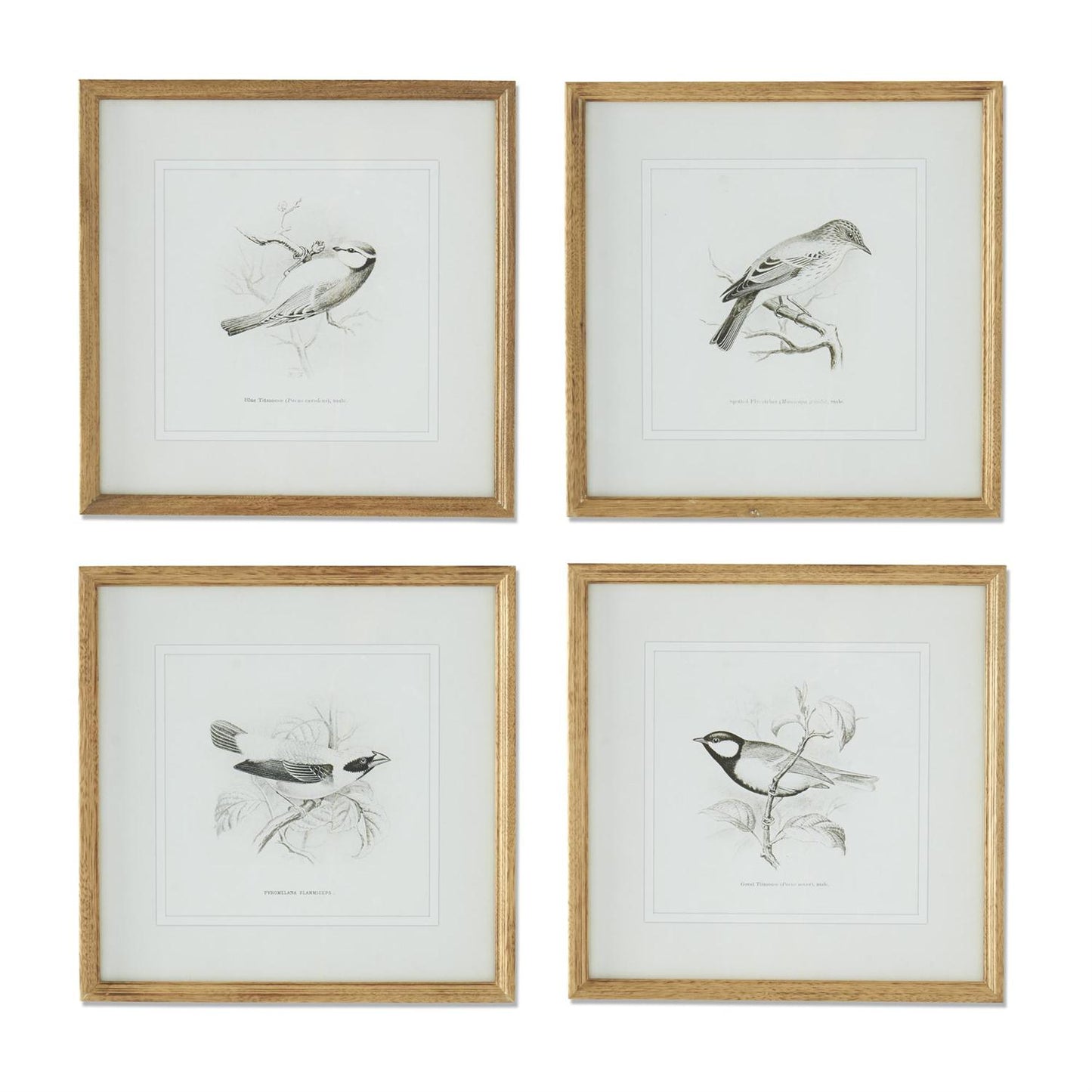 Natural Wood Frame w/ Black & White Songbird
