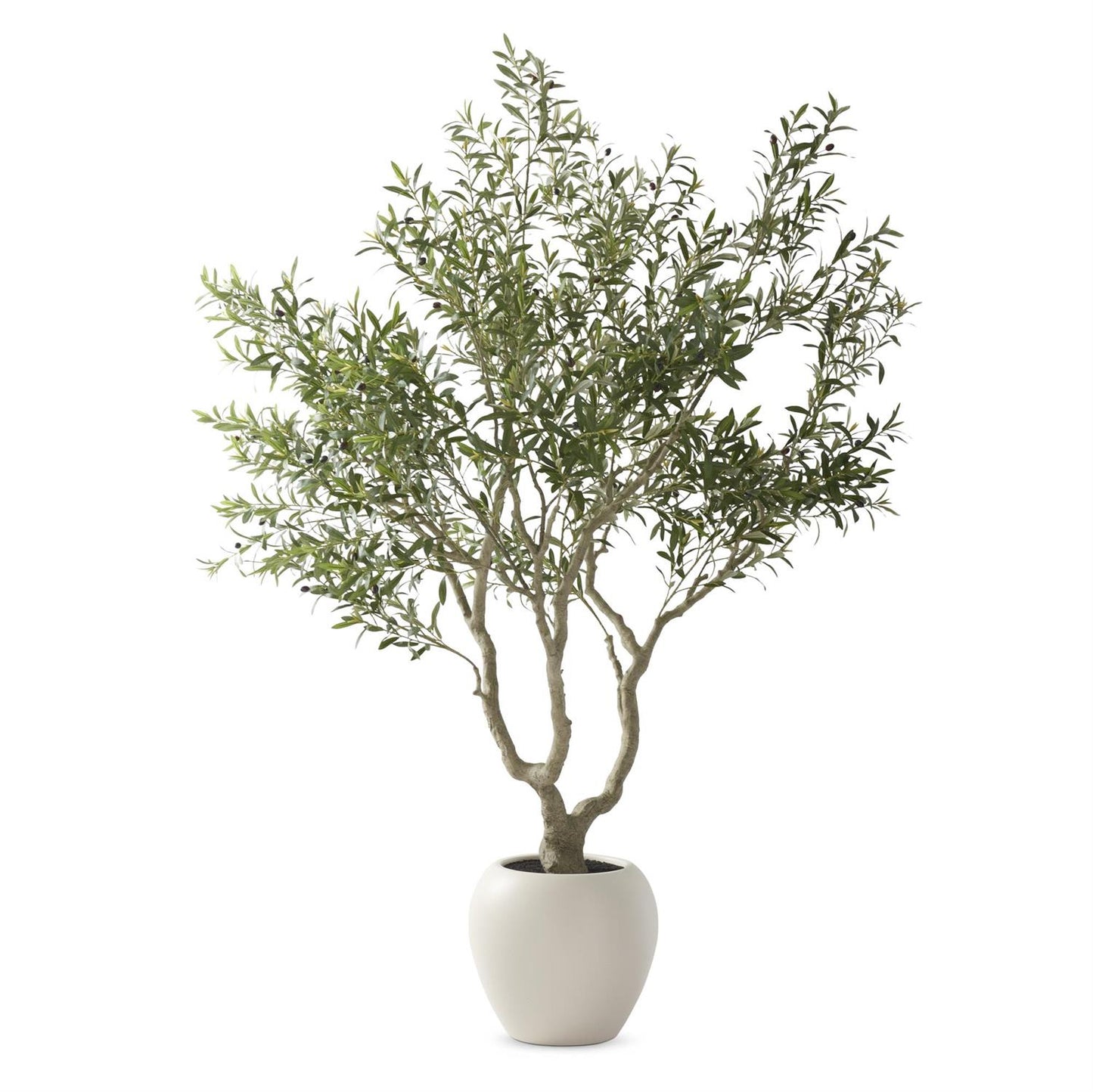 8Ft Olive Tree In White Pot