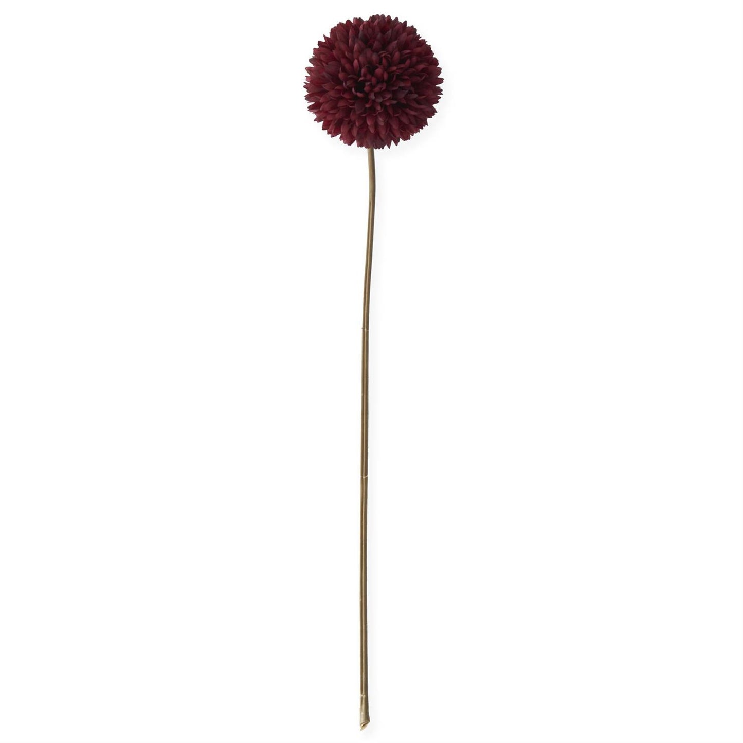 Burgundy Allium Stem